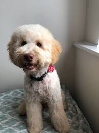 Jun 18, 2021 · a man who was hearing voices smashed the sprinkler system in a block of flats forcing dozens of people to leave their homes and leaving the council with a £60,000 bill, a court has heard. Teddy The Cockapoo Teddy030519 Twitter