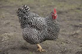 Check spelling or type a new query. Plymouth Rock Chicken Images Free Vectors Stock Photos Psd