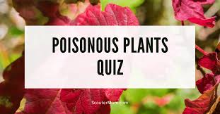 Cub foods' commitment to their customers is showcased by the premium quality of their products and their affordable prices. Poisonous Plants Quiz Scouter Mom
