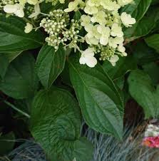 Once they are established, they can survive dry conditions, however, too much hot, dry weather can compromise blooming, so regular watering is recommended for the most and best looking flowers. Why Is My Hydrangea Drooping How To Save It Gardener Report