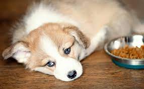Why Is My Dog Not Eating Reasons Why A Dog Won T Eat Reader S Digest