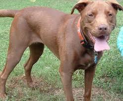 Best ultimate pit bull protection guard dog attack trained family pitbull k9 achilles. Lab Pit Mix Good Pit Bulls