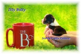 Check spelling or type a new query. Teacup Puppies For Sale In Pennsylvania Pa