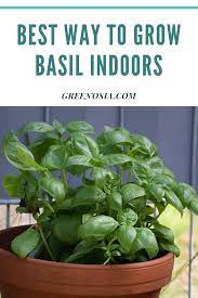 Best Way To Grow Basil Indoors In 2021 Growing Basil Indoors Basil Plant Growing Basil