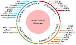 Maybe you would like to learn more about one of these? Cancers Free Full Text Tiny Mirnas Play A Big Role In The Treatment Of Breast Cancer Metastasis Html
