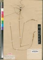 Image result for Festuca abyssinica