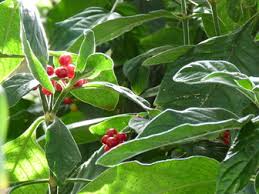 Image result for Psychotria kirkii