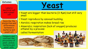 Bacteria lack a nucleus and their dna is more or less scattered within their cytoplasm. Starter B1 Recap Bacteria Yeast 4 28 2017 Name 3 Bacteria Ppt Video Online Download