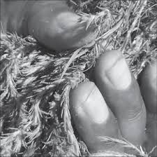 Image result for Vahlia