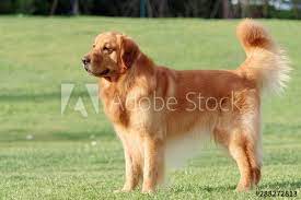 In the blink of an eye they will already be full grown dogs. Golden Retriever Dog Outdoor Portrait Beautiful Adult Golden Retriever Dog Stand With Furry Tail Up On Meadow In Sunny Day Stock Photo Adobe Stock