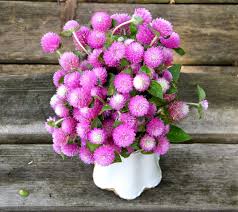 Image result for Sphaeranthus gomphrenoides