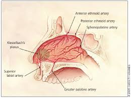 Image result for Epistaxis