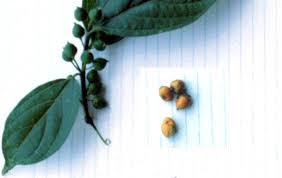 Image result for Albizia grandibracteata