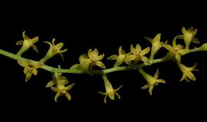 Image result for Dioscorea sylvatica