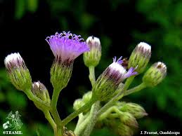 Image result for Vernonia cinerascens
