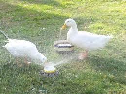 How To Keep Ducks Entertained Pet Ducks Raising Ducks Duck