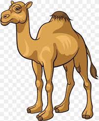 Camel clipart easy, camel easy transparent free for. Camel Cartoon Cartoon Camel Material Cartoon Character Mammal Animals Png Pngwing