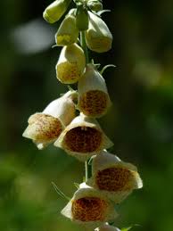 Not only nice things are for themselves beauty. Free Images Nature Blossom Flower Bell Brown Botany Flora Orchid Wildflower Flowers Hairy Thimble Macro Photography Plantaginaceae Inflorescence Flowering Plant Plantain Greenhouse Seed Plant Covered More Slowly Zweikeimbl Ttrig