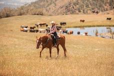 V6 Cattle Drive