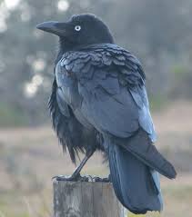 Big Black Bird With White Tail Feathers Raven Bird The Australian Raven Is A Large Bird 52 Cm With Glossy Black Feathers Raven Bird Raven Feather Raven