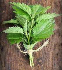 Patients should talk to their doctor about what to expect when using tea as a migraine treatment. Stinging Nettle Health Benefits Side Effects And How To Make