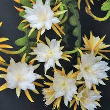 Diy network showcases how to get a holiday cactus to bloom, including tips for thanksgiving cactus and christmas cactus. Pin On Epiphyllum