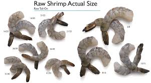 Jun 01, 2021 · shrimp range in length from a few millimetres to more than 20 cm (about 8 inches); Size Matters Fishvish