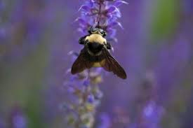 The next big question, then, is here. How To Get Rid Of Carpenter Bees Getridofthings Com