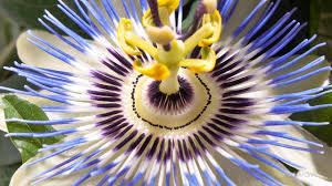 Fiesta and cactus bowl 2016 fan events in metro phoenix. Cactus Flowering Timelapse Youtube