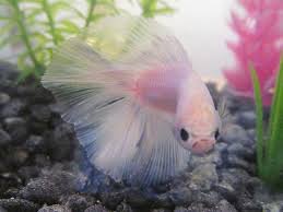 This Is My Male Betta Jupiter Currently I M Breeding Him With My Purple More Live Violet Female Betta Pluto Planet Betta Fish Siamese Fighting Fish Betta