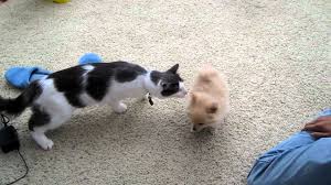 Cats do much better with very slow intros where they decide how close to get to the new pet. Cat Meets New Puppy For The First Time Youtube