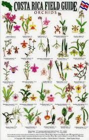 There were a lot of flowers like these. Costa Rica Field Guide Orchids Nhbs Field Guides Natural History