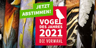 Nominieren sie bis zum 15. Vogel Des Jahres 2021 Offentliche Wahl Nabu