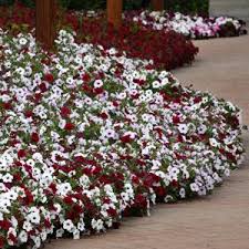 Tidal Wave Red Velour Spreading Petunia