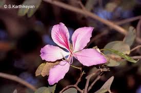 Flowering Trees I Karthik S Journal In 2020 Flowering Trees Tree Variegated