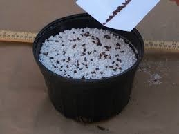 How To Sow And Transplant Milkweed Milkweed Seeds Milkweed Milkweed Plant