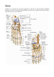 All'altezza della caviglia un meccanismo a cardine. Anatomia Della Caviglia E Del Piede Altervista