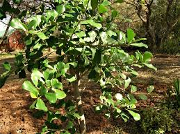 Image result for Ficus craterostoma