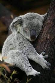 Pin By Vero Li On Baby Koalas Cute Baby Animals Cute Animals Koala Bear