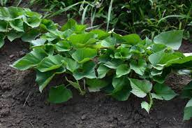 How to grow sweet potato vines? Sweet Potatoes Planting Growing And Harvesting Sweet Potatoes The Old Farmer S Almanac