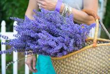 2026 Helvetia Lavender Festival