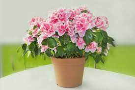 The Azalea Is A Beautiful Flowering Shrub That Prefers To Be Kept In Cool Areas Of 60 65 Degrees Growing Roses Plants Raised Garden Beds