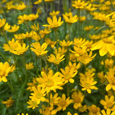 Image result for Erianthemum lanatum