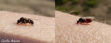 Alors que david cronenberg avait affirmé ne pas vouloir être impliqué dans un remake de son film culte la mouche, le réalisateur du sulfureux crash est revenu sur ses propos. Petites Mouches Grosses Piqures Docbebitte