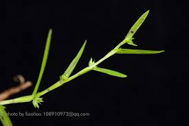 Image result for Diplacrum africanum