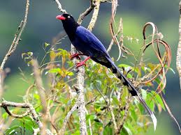主頁 > 香港雀鳥資料 > 紅嘴藍鵲(藍喜鵲) blue magpie. å°ç£è—éµ² Ebird
