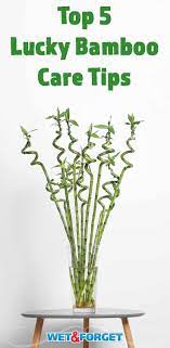 Pin On Gardening