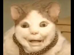 Buu el gato del vacio #gatosinamigos