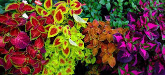 Unlike average growth rates that are prone to volatility levels, compound growth rates are not affected by volatilityvolatilityvolatility is a measure of the rate of fluctuations in the price of a security over time. How To Grow Care For Coleus Fantastic Gardeners Guide