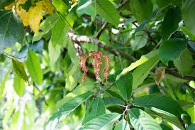 Image result for Monodora grandidieri